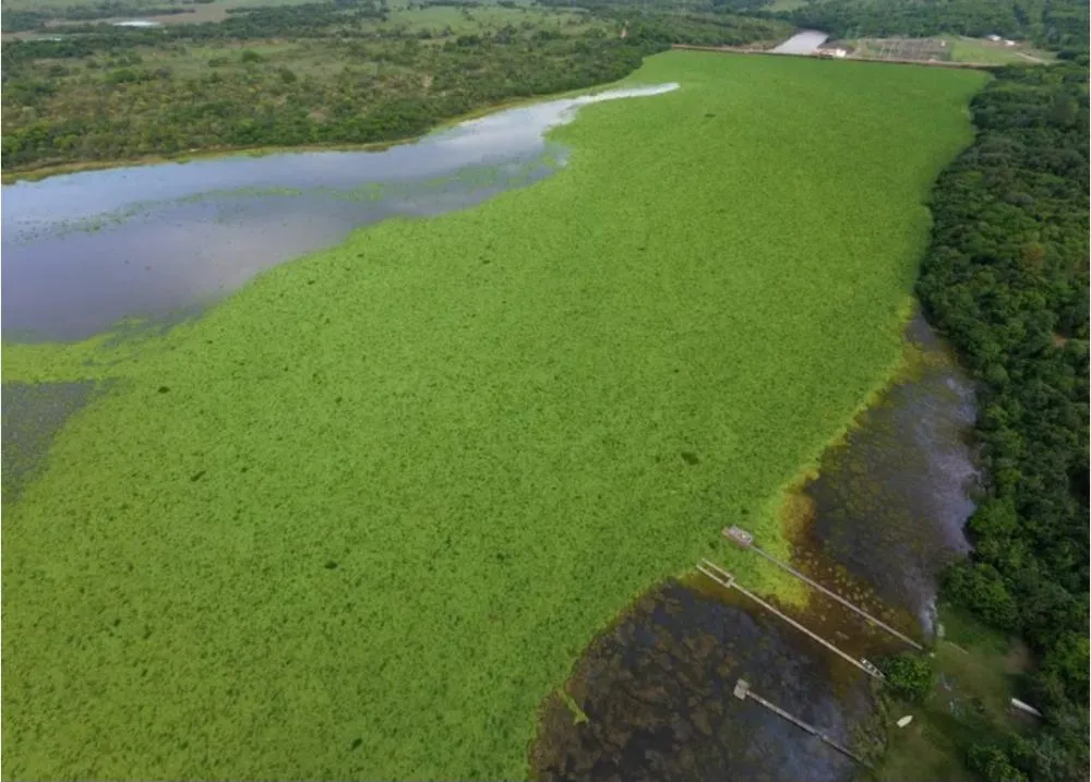 Novas imagens mostram a permanência de grandes concentrações de macrófitas no reservatório de Mimoso